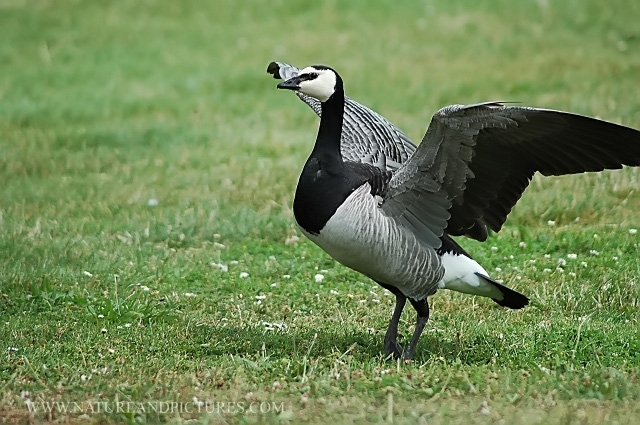 barnacle goose, barnacle geese-1.jpg - BARNACLE GOOSE - ONE OF THE 'BAFFINS GANG' PORTSMOUTH (RARE IN THE SOUTH) - 20.7.06